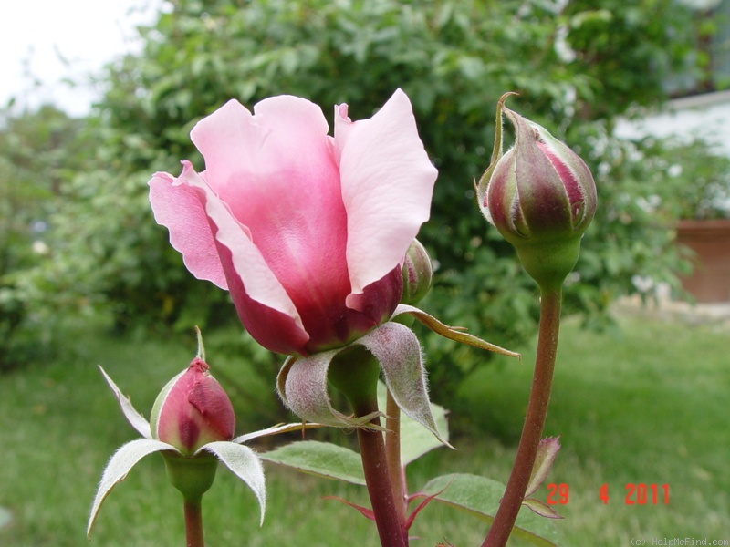 'Brother Cadfael' rose photo