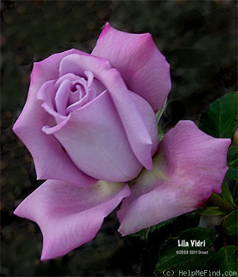 'Lila Vidri' rose photo