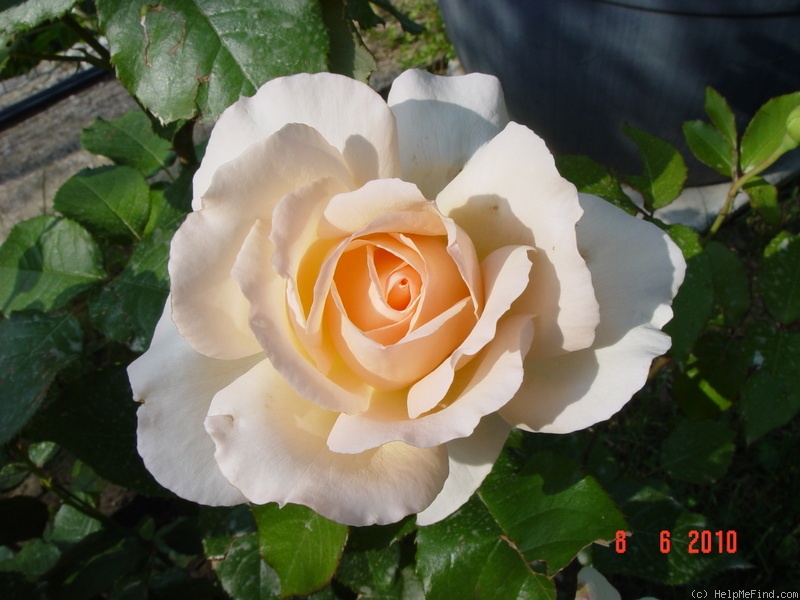 'Chandos Beauty' rose photo