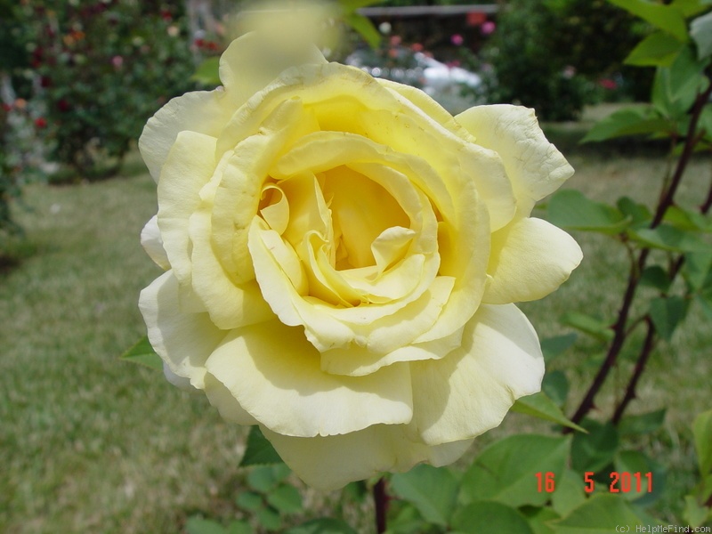 'Golden Silk' rose photo