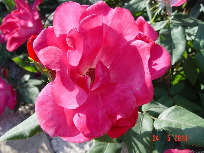 'Pink Knock Out ® (floribunda, Meilland, 2000)' rose photo