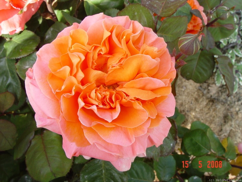 'René Goscinny ®' rose photo