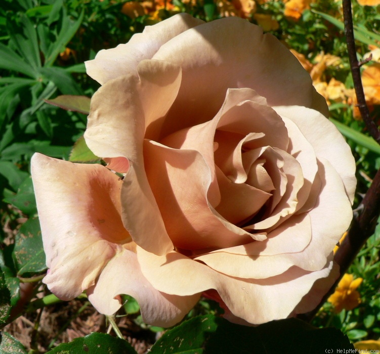 'Koko Loco (Floribunda, Bedard, 2010)' rose photo