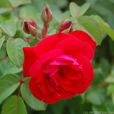 'Rheinaupark ®' rose photo