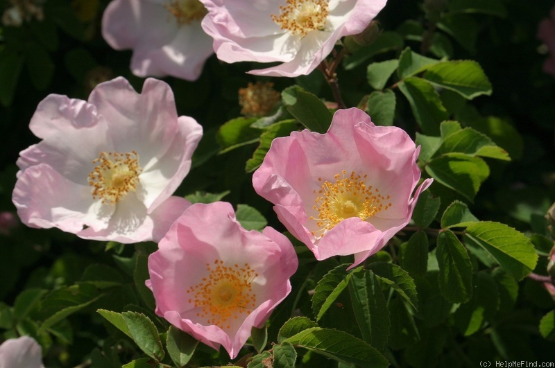 '<i>Rosa rhodonica</i>' rose photo