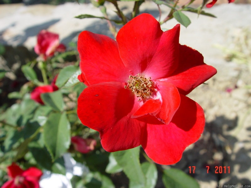'La Sevillana Plus ®' rose photo