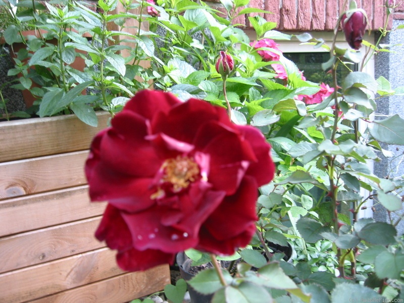 'Sergent Ulmann' rose photo