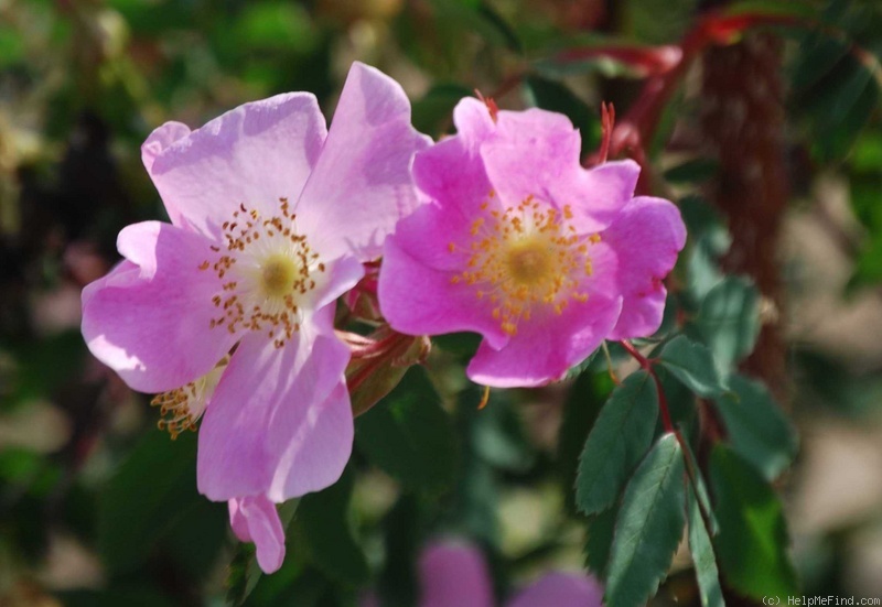 '<i>Rosa yainacensis</i> Greene synonym' rose photo