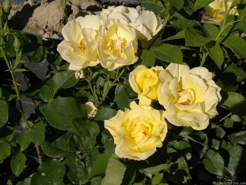 'Carefree Sunshine' rose photo