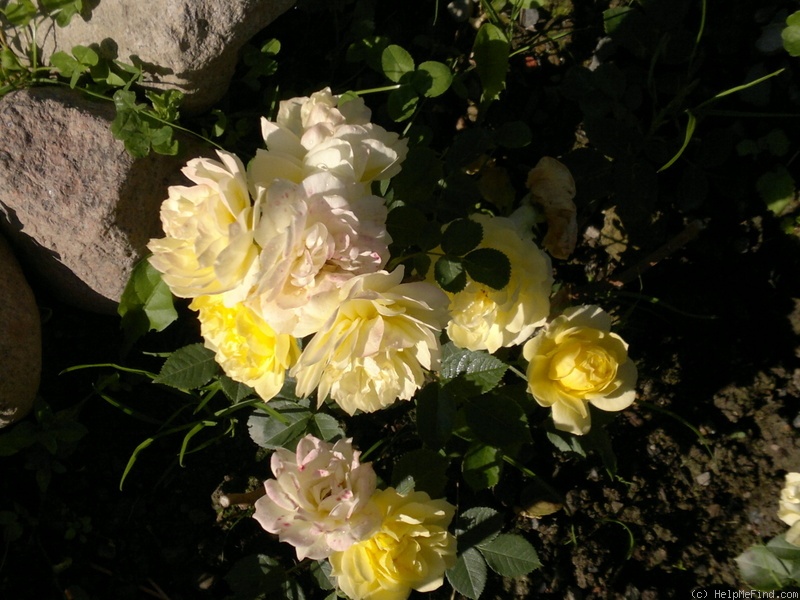 'Golden Border' rose photo