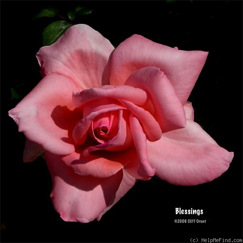 'Blessings' rose photo