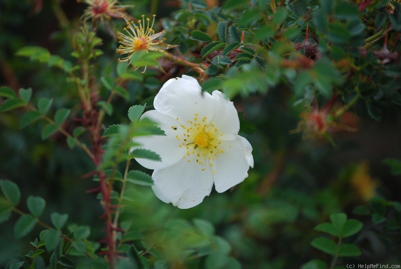 '<i>Rosa spinosissima</i> f. 'Compactila'' rose photo