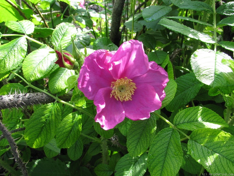 'Ottawa' rose photo