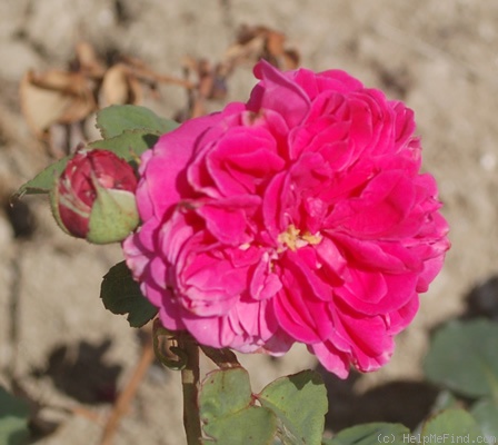 'Docteur Andry' rose photo