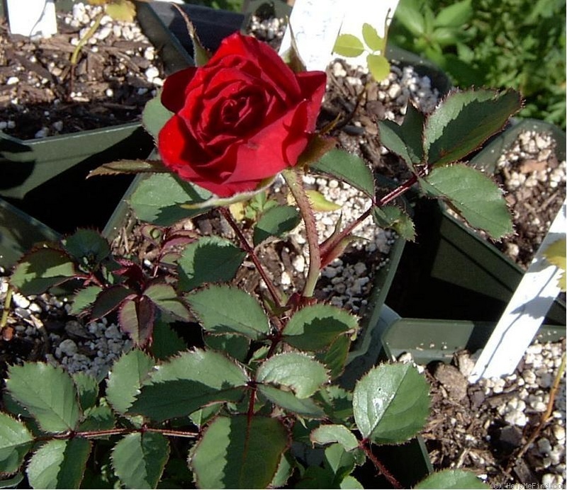 'Aabd' rose photo