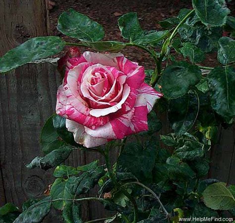 'Zebra' rose photo