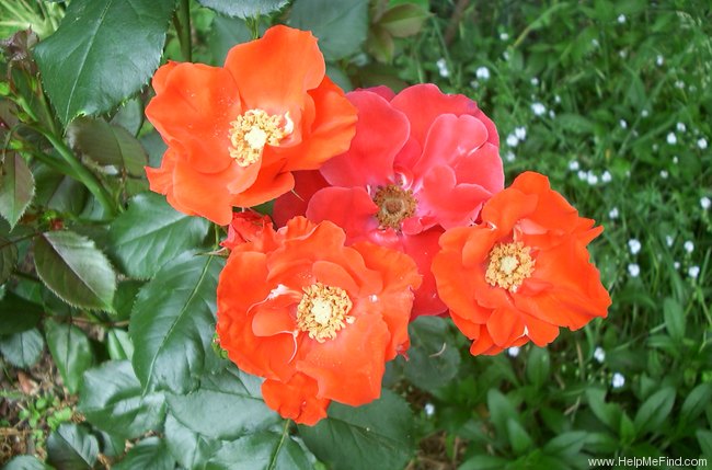 'Orangeade ®' rose photo