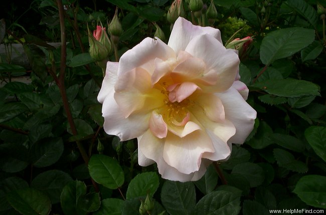 'Penelope (Hybrid Musk, Pemberton, 1924)' rose photo