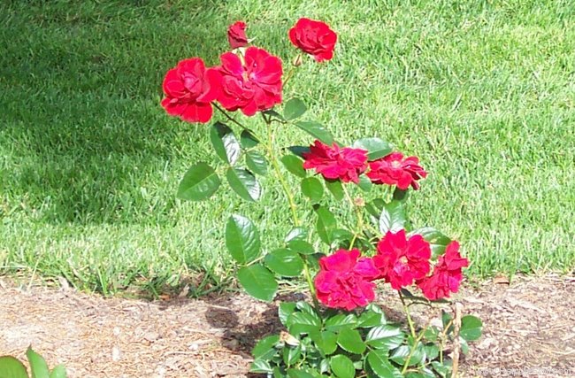 'Salsa™ (floribunda, Zary 2001)' rose photo