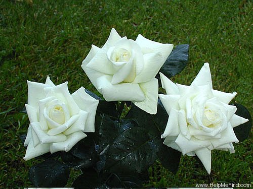 'Canadian White Star ®' rose photo
