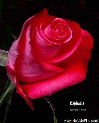 'Raphaela ®' rose photo