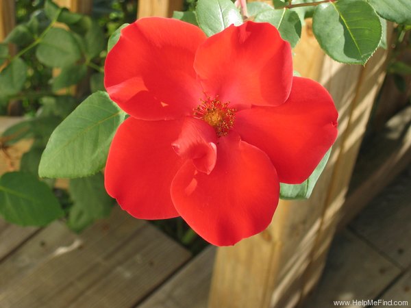 'Altissimo (Large-flowered Climber, Delbard-Chabert, 1966)' rose photo