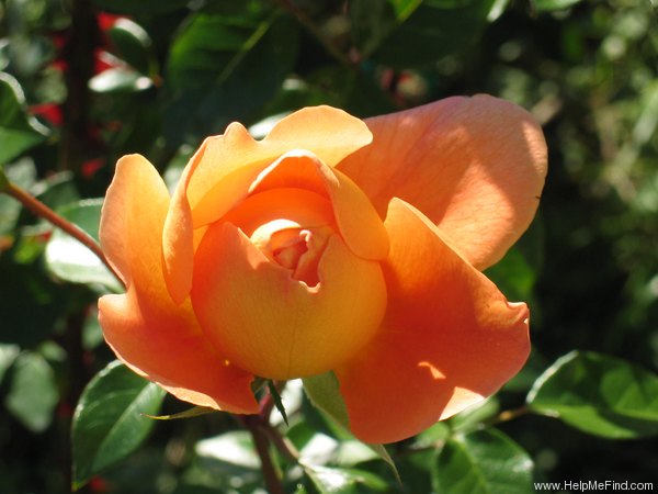 'Pat Austin ™' rose photo
