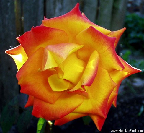 'Konfetti ™ (hybrid tea, Evers/Tantau, 1994)' rose photo