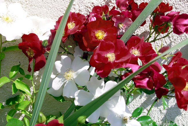 'Flower Carpet ® Heidefeuer' rose photo