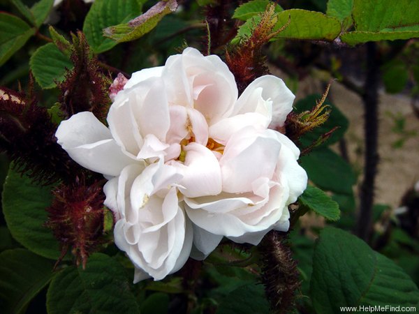 'Perpetual White Damask Moss' rose photo