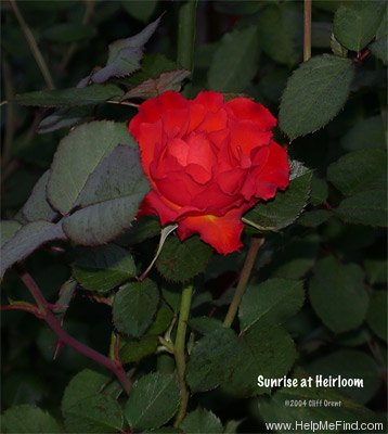 'Sunrise at Heirloom' rose photo