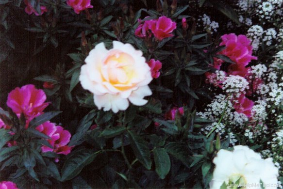 'Royal Wedding ™ (floribunda, Zary, 1998)' rose photo