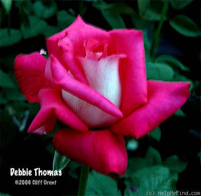 'Debbie Thomas' rose photo