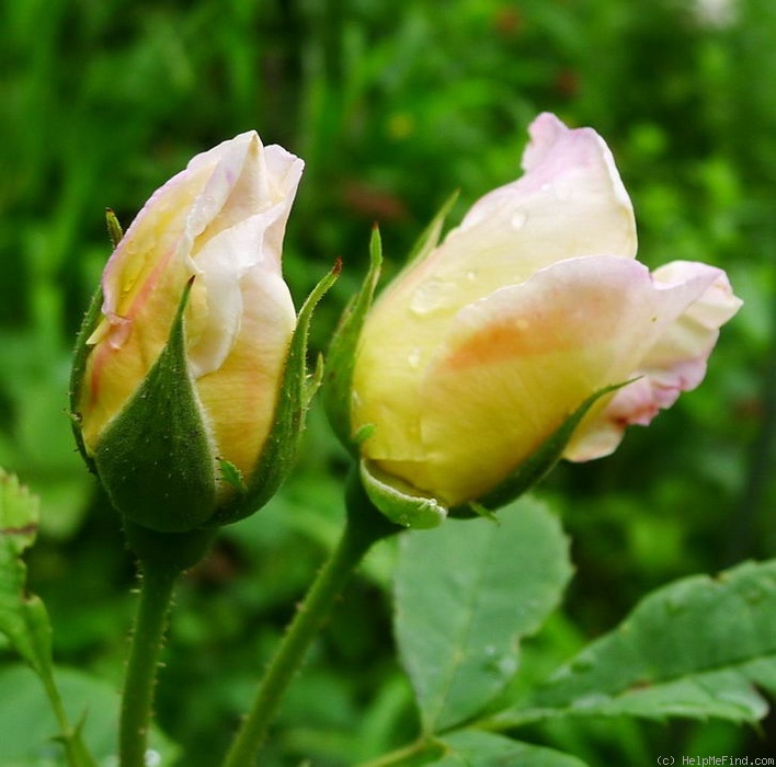 'Wetterauer Sommer' rose photo