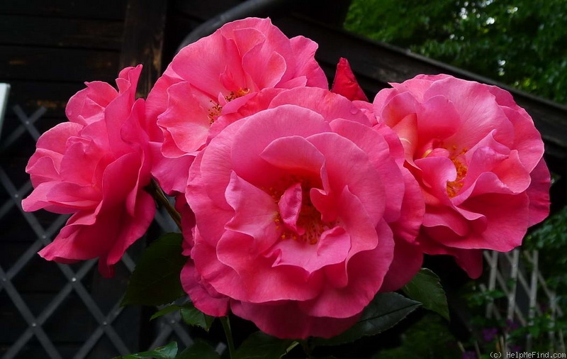 'Rosenresli ® (floribunda, Kordes, 1986)' rose photo