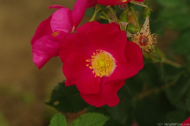 '<i>R. arkansana</i>' rose photo