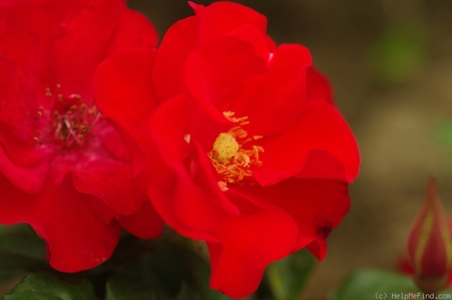 'La Rossa ®' rose photo