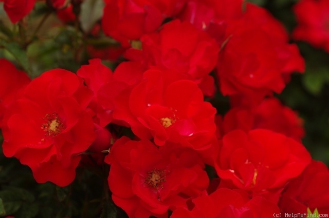 'La Rossa ®' rose photo
