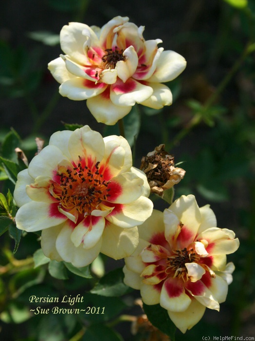 'Persian Light ™' rose photo