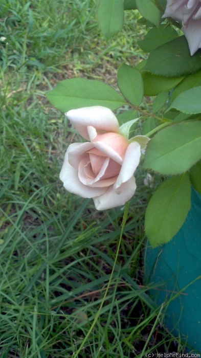 'Koko Loco (Floribunda, Bedard, 2010)' rose photo