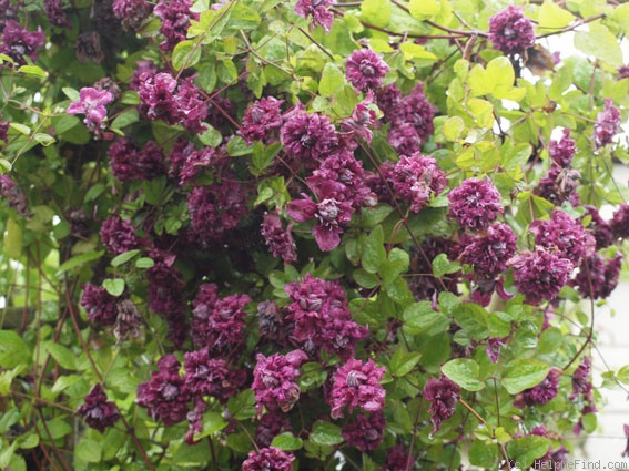 'C. 'Purpurea Plena Elegans'' clematis photo