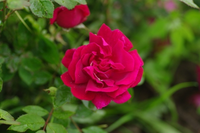 'Alsterufer' rose photo