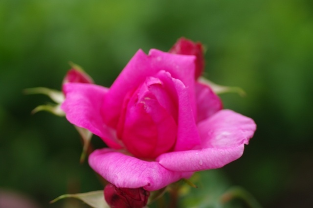 'General-Superior Arnold Janssen' rose photo