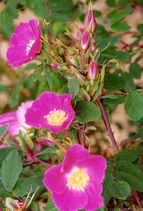 '<i>Rosa hematodea</i>' rose photo