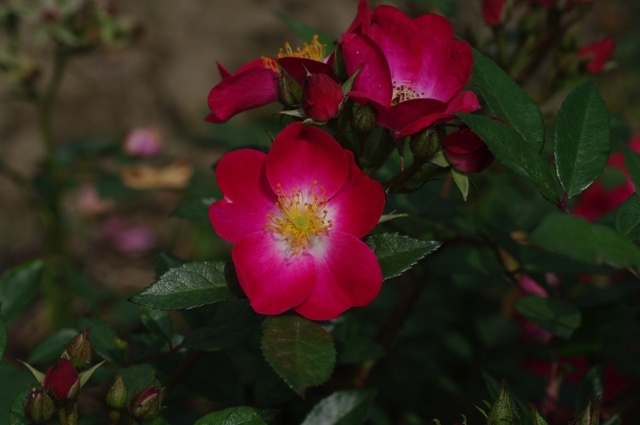 'Grand-Duc Jean ®' rose photo