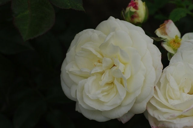 'Alabaster ® (floribunda, Evers/Tantau, 2007)' rose photo