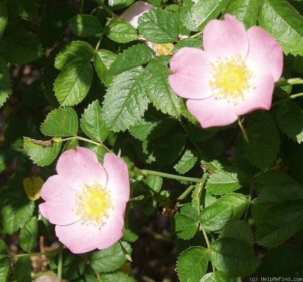 'R. bella' rose photo