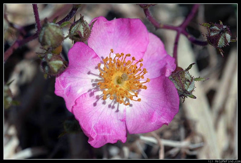 'Sweet Flora' rose photo