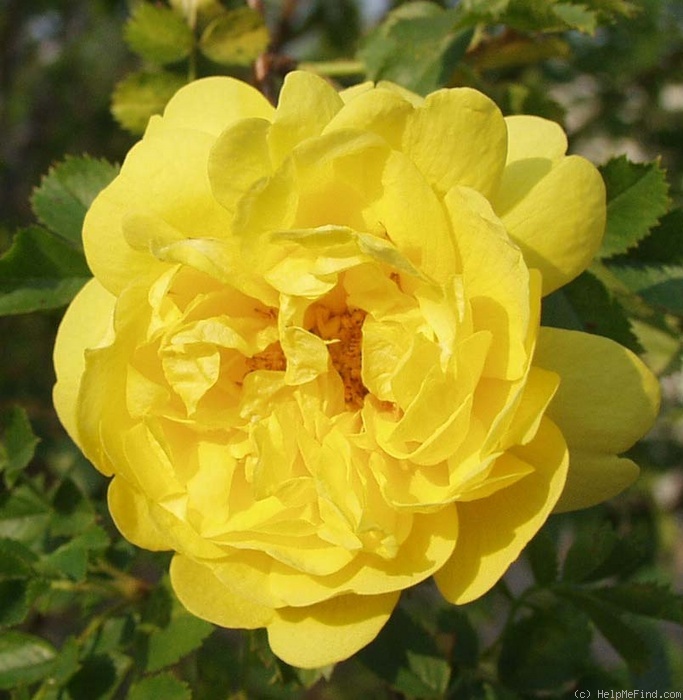 '<i>Rosa sulphurea</i> Dryand. synonym' rose photo