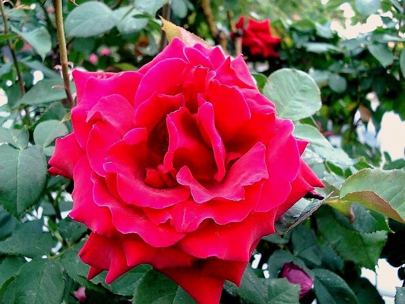 'Royal William' rose photo